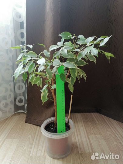 Фикус Бенджамина пестролистный