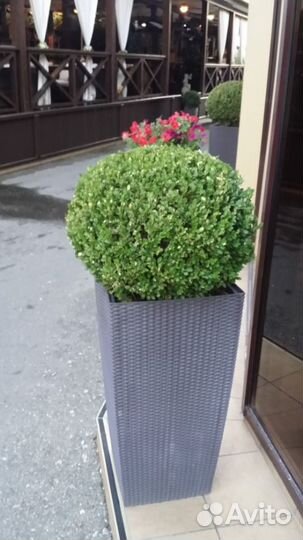 Саженцы самшита 3х-летки