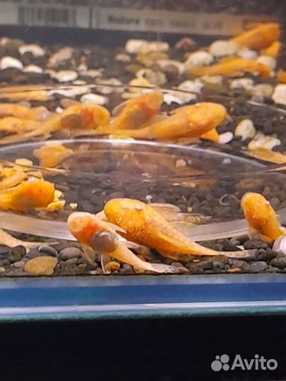 Сомы анциструсы и моллинезии велиферы, корм