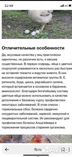 Инкубационное яйцо кур