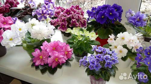 Фиалки сортовые