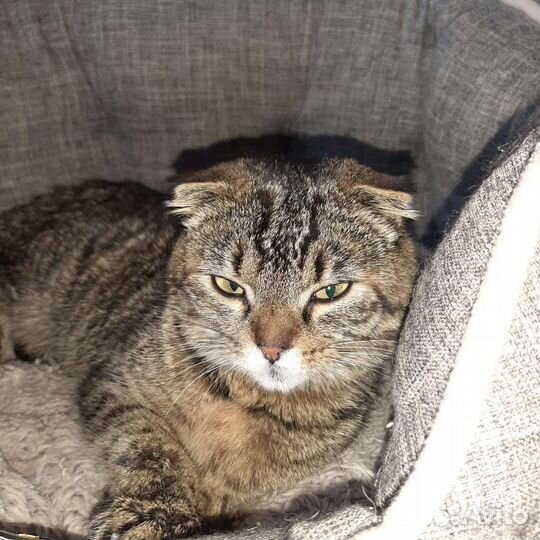 Кошка ищет дом