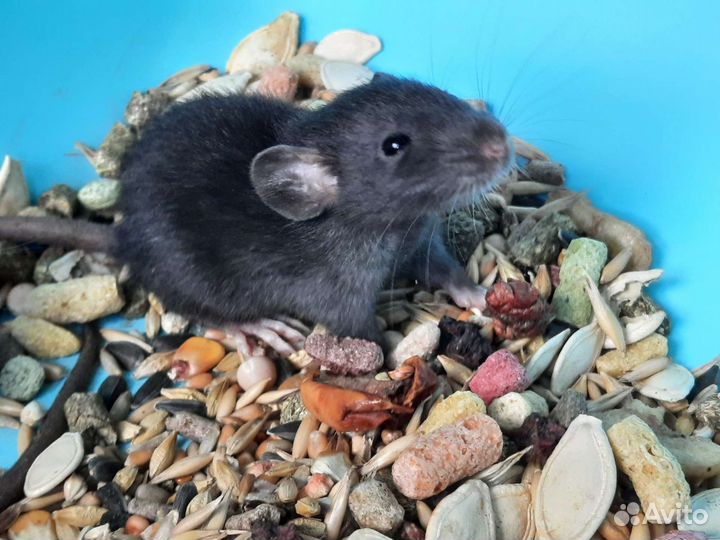 Крысы Дамбо. Крысята норковые из питомника