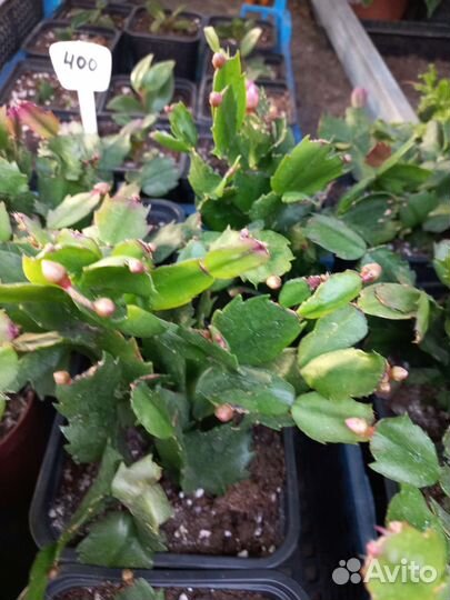 Декабрист, шлюмбергера из питомника растений