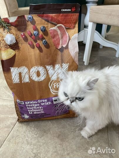 Сухой корм для кошек Now fresh холистик