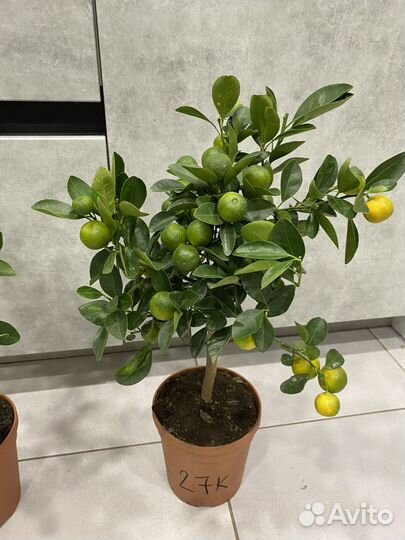 Мандариновое дерево