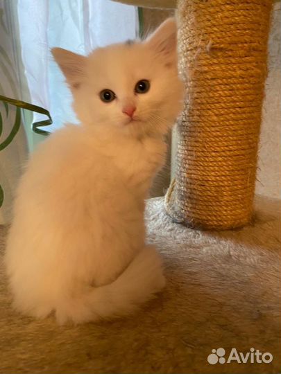 Белый котенок в дар