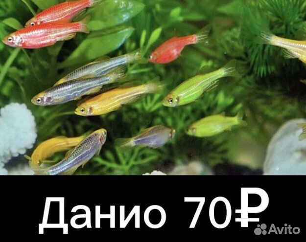 Аквариумные рыбки
