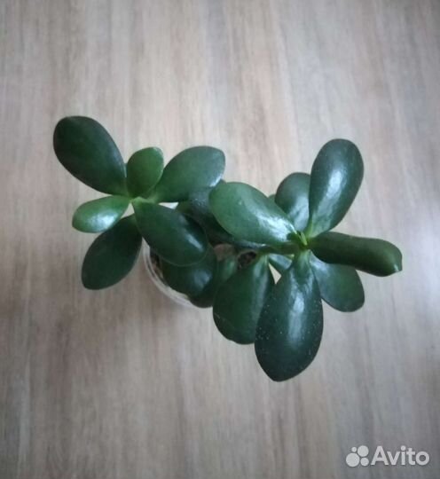 Крассула, толстянка, денежное дерево