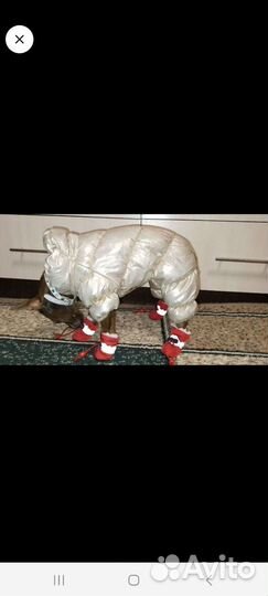 Одежда для маленьких собак