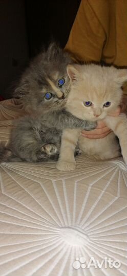 Британская кошка