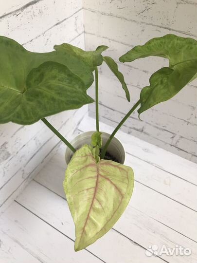 Калейдоскоп сингониумов больших и маленьких