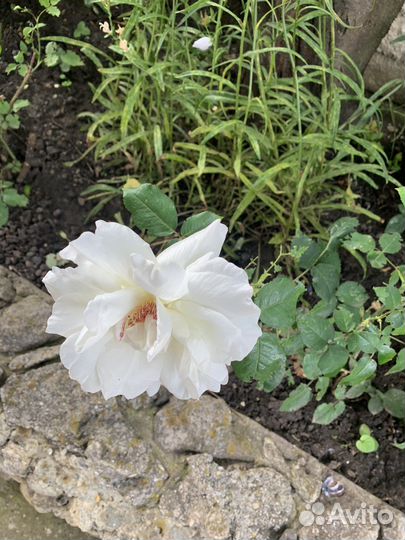 Розы, хоста