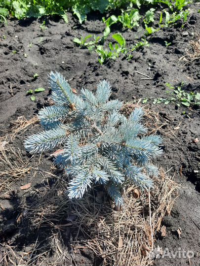 Продаю голубые ели, пихты, и многое другое