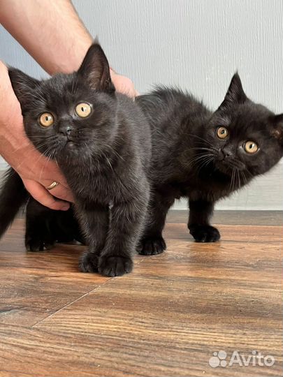Британские котята с документами