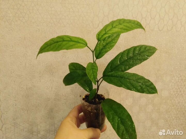 Клеродендрум Томпсона, Шмидта, Энерме вар