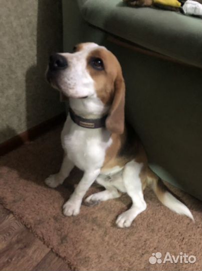 Бигль вязка