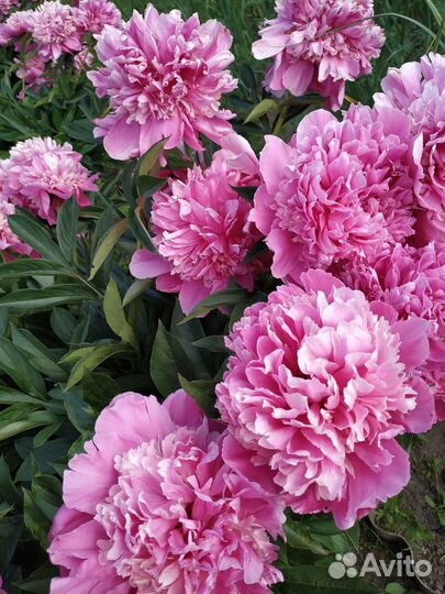 Пионы (саженцы) кустами