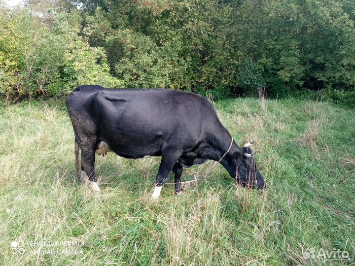 Коровы дойные и теленок