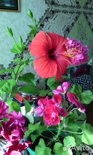 Гибисскус (китайская роза)