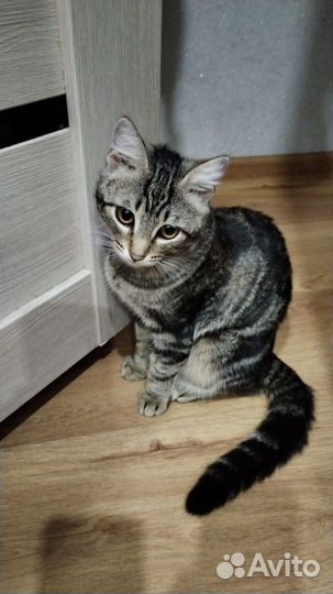Кошка в дар бесплатно