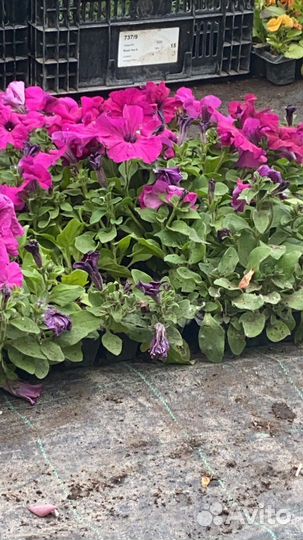 Петуния оптом и в розницу
