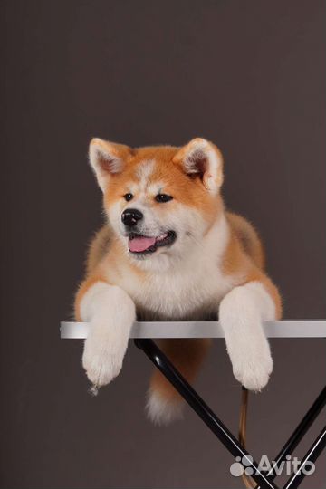 Мальчик Акита-ину с прекрасным характером