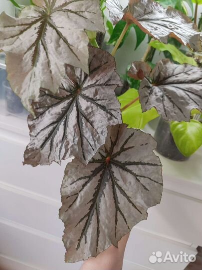 Бегония Looking glass