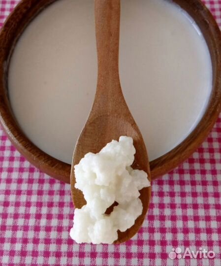 Молочный гриб (Тибетский)