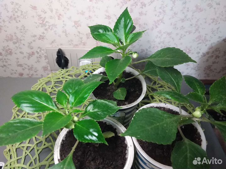 Бальзамин цветущий