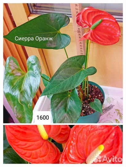 Антуриумы сортовые