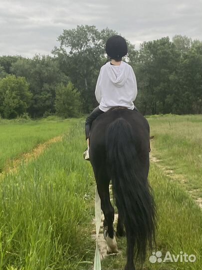 Конные прогулки и тренировки