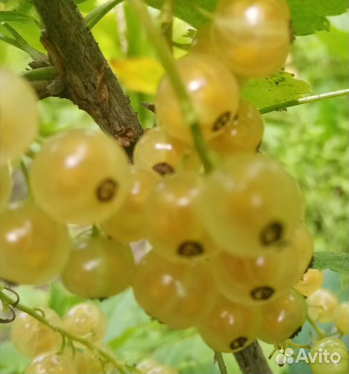 Саженцы крыжовника, смородины белой, красной, черн