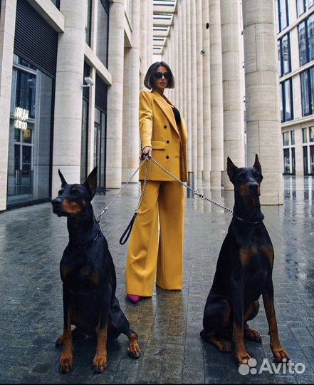 Доберман для фотосессий, съёмок