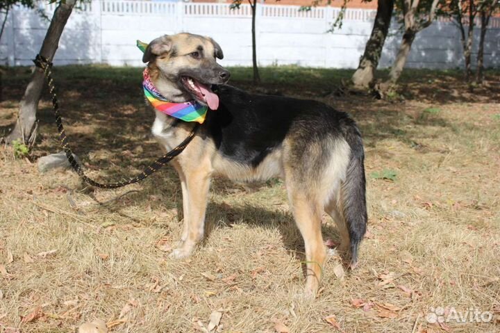 Собаки бесплатно в добрые руки