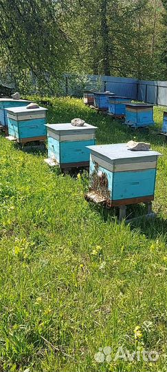 Продается пасека