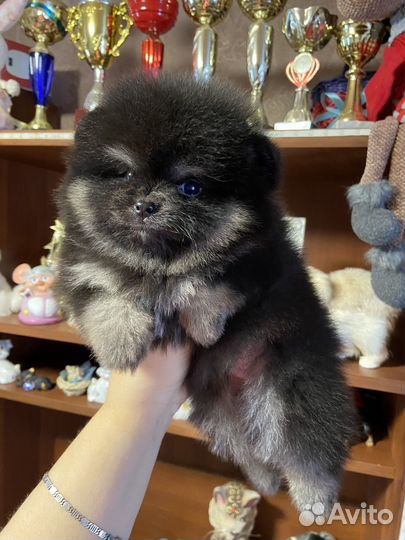 Яркий кукольный мальчик