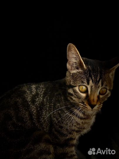 Бенгальская кошка