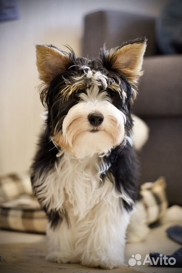 Вязка Бивер-Йорк (кобель)