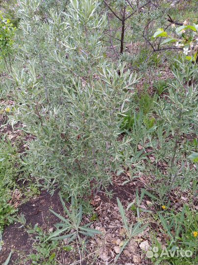 Саженцы вишни, облепихи, девичьего винограда