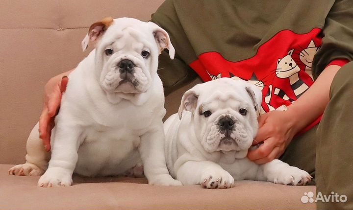 Английский бульдог мальчик РКФ 2мес