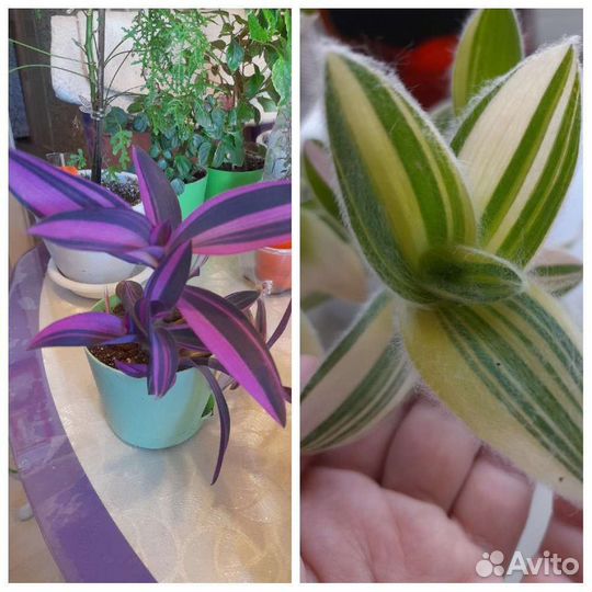 Силамонтана 2 сорта