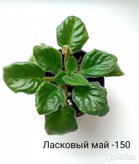 Детки сортовых фиалок