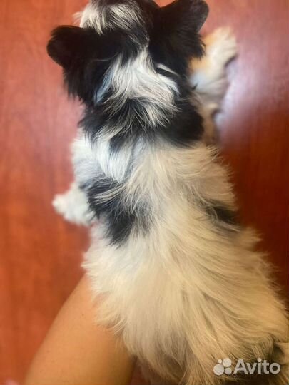 Бивер мальчик