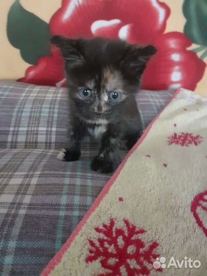 Кошечка 2 месяца в добрые руки бесплатно