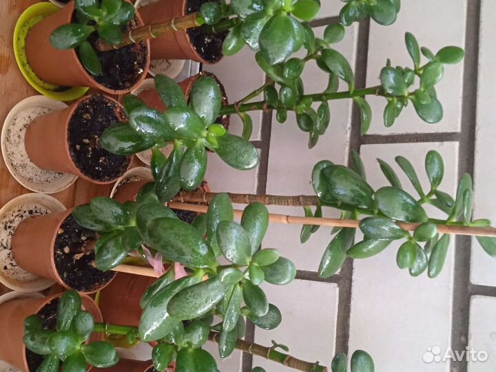 Толстянка. Денежное дерево. Красула