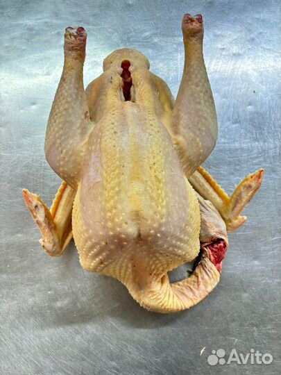 Индейка халяль