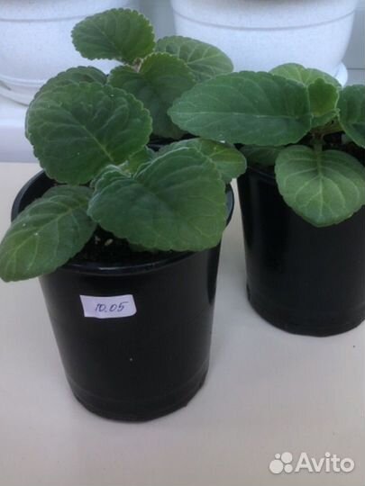 Глоксиния стакан 0,5л