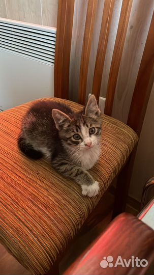 Котята ищут дом