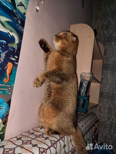 Отдам кошку